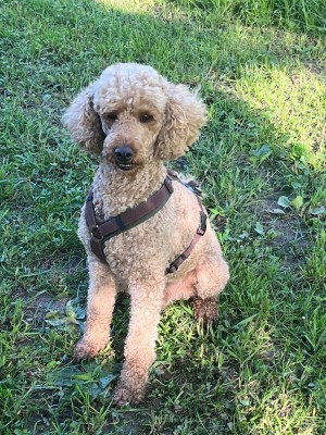 Bild 1 av Gabriela till Lowa - Women's Innox Pro GTX LO - Multisportskor