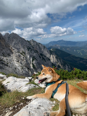 Bild 1 av Sanne till Ruffwear - Roamer Leash - Hundkoppel