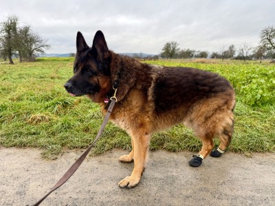 Bild 1 av Claudia till Ruffwear - Summit Trex Shoe - Hundskor