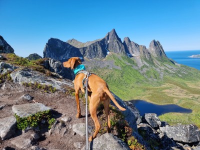 Bild 1 av Svenja till Ruffwear - Swamp Cooler Neck Gaiter - Hundtillbehör