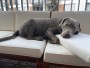 Bild 2 av hessameddin till Ruffwear - Kibble Kaddie - Hundtillbehör