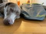 Bild 1 av hessameddin till Ruffwear - Kibble Kaddie - Hundtillbehör